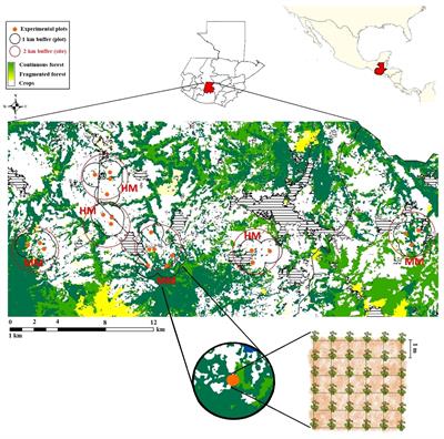 Do forest reserves help maintain pollinator diversity and pollination services in tropical agricultural highlands? A case study using Brassica rapa as a model